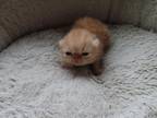 Exotic Shorthair Female Red Kitten