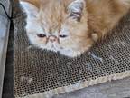 Exotic Shorthair Teacup Female Red Kitten Two