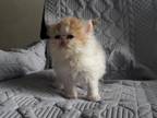 Persian Shorthair Female White And Red Kitten