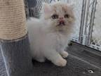 Persian Shorthair Male White And Red Kitten