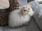 Exotic Shorthair Male White And Red Kitten