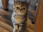 Persian Shorthair Female Tortoiseshell Kitten