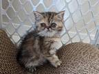 Exotic Shorthair Female Tortoiseshell Kitten