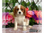 Cavalier King Charles Spaniel PUPPY FOR SALE ADN-765681 - Chloe from World Class