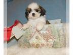 Shih Tzu PUPPY FOR SALE ADN-765868 - AKC Male Shih Tzu 10 weeks old