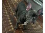 French Bulldog PUPPY FOR SALE ADN-765603 - French Bull Dog