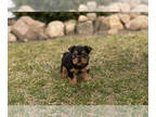 Yorkshire Terrier PUPPY FOR SALE ADN-765804 - AKC Yorkie puppy in Indiana