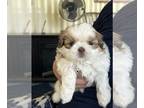 Shih Tzu PUPPY FOR SALE ADN-765802 - 4 beautiful puppies ready for Rehoming