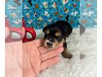 Yorkshire Terrier PUPPY FOR SALE ADN-765805 - Traditional female yorkie