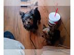 Yorkshire Terrier PUPPY FOR SALE ADN-765674 - Reduced Toy Yorkie Puppies