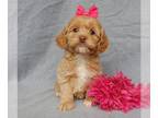 Cockapoo PUPPY FOR SALE ADN-765675 - Coco