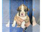Boxer PUPPY FOR SALE ADN-765637 - Adorable