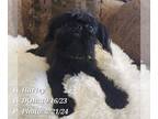 Brussels Griffon PUPPY FOR SALE ADN-765655 - Harley the Neutered Bearded Brussel