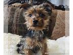 Yorkshire Terrier PUPPY FOR SALE ADN-765658 - Max the Neutered Crate Trained