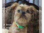 Brussels Griffon PUPPY FOR SALE ADN-765667 - Bruno the Bearded Neutered Crate