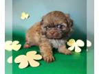 Shih Tzu PUPPY FOR SALE ADN-765634 - Liver male