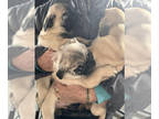 Pug PUPPY FOR SALE ADN-765705 - Fawn Pug Puppies
