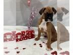 Boxer PUPPY FOR SALE ADN-765654 - Beautiful boxer puppy ready for furever home