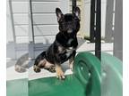 French Bulldog PUPPY FOR SALE ADN-765657 - beautiful Merle black tan French