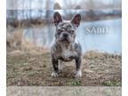 French Bulldog PUPPY FOR SALE ADN-765796 - Saint