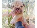 English Bulldog PUPPY FOR SALE ADN-765593 - Akc English Bulldog puppies