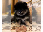 Pomeranian PUPPY FOR SALE ADN-765779 - Simon