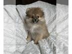 Pomeranian PUPPY FOR SALE ADN-765795 - Sally
