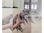 Great Dane PUPPY FOR SALE ADN-765565 - Great Dane Puppies for Sale