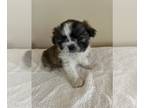 Shih Tzu PUPPY FOR SALE ADN-765623 - Shihtzu Puppies