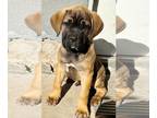 Cane Corso PUPPY FOR SALE ADN-765659 - Cane Corso puppies