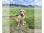 Labrador Retriever PUPPY FOR SALE ADN-765684 - 5 month old in need of new home