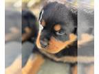 Rottweiler PUPPY FOR SALE ADN-765749 - Remi and Londons litter