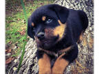 Rottweiler PUPPY FOR SALE ADN-765666 - CHAMPION BLOODLINE AKC GERMAN ROTTWEILERS