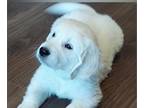 English Cream Golden Retriever PUPPY FOR SALE ADN-765616 - Champion Sired