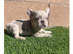French Bulldog PUPPY FOR SALE ADN-765800 - 2 brothers