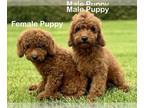 Goldendoodle PUPPY FOR SALE ADN-765860 - Mini and Standard Goldendoodle Puppies