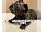 French Bulldog PUPPY FOR SALE ADN-765798 - Frenchie Puppy