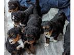 Bernedoodle PUPPY FOR SALE ADN-765729 - Berenedoodle Babies