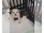 Shih Tzu PUPPY FOR SALE ADN-765851 - Chocolate Litter