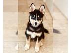 Pomsky PUPPY FOR SALE ADN-765696 - Indie