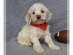 Cockapoo PUPPY FOR SALE ADN-765596 - Bentley