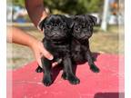 Pug PUPPY FOR SALE ADN-765704 - Pug black pups