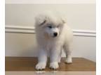 Samoyed PUPPY FOR SALE ADN-765622 - AKC Samoyeds