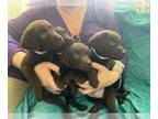 Labrador Retriever PUPPY FOR SALE ADN-765754 - Labrador retrievers chocolate