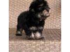 Yorkipoo