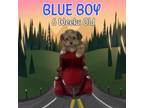 Blue Boy morkie