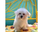 Maltese Puppy for sale in Red House, WV, USA