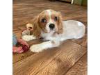 Cavalier King Charles Spaniel Puppy for sale in Knoxville, TN, USA