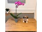 Shih Tzu Puppy for sale in The Villages, FL, USA