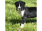 Boxer Puppy for sale in Shawnee, OK, USA
